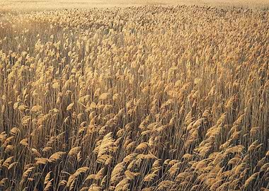 Dry reed texture