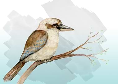 Kookaburra watercolor