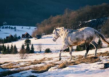 The white horse