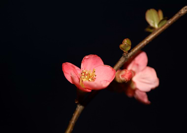 Chaenomeles flower blossom