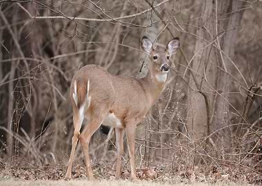 White tailed deer