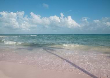 Palm Tree Reflection 1