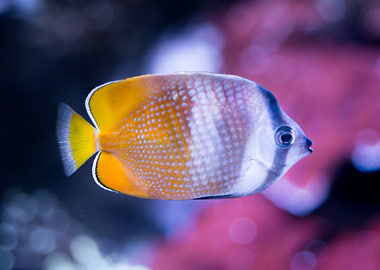 Beautiful exotic fish