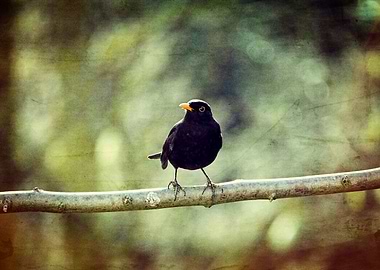 The blackbird