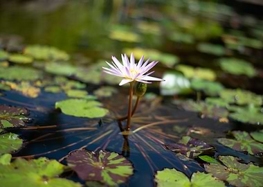 Water Lilly
