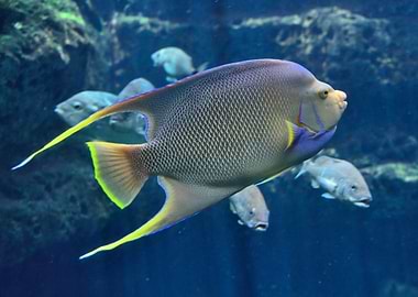 Exotic fish close up