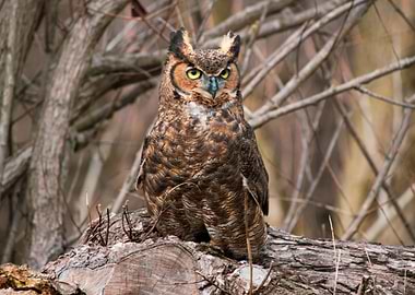 Great Horned Owl