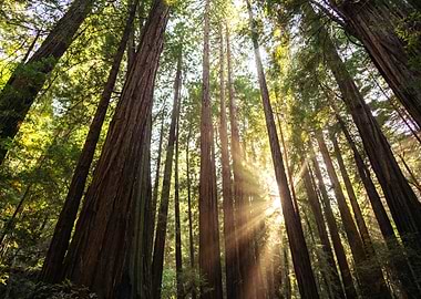 redwood magic