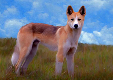 Dingo