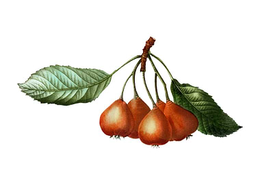 Vintage Shipova on White