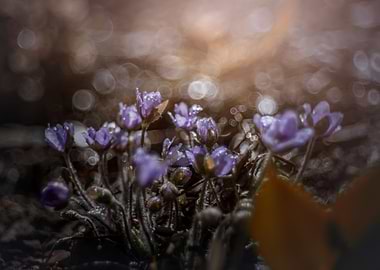 Purple forest flowers
