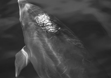 Black and white dolphin