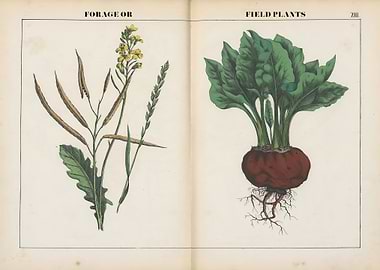 Vegetable art poster