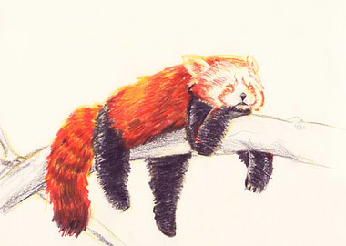 Red Panda