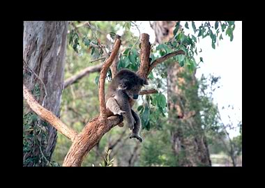 Koala