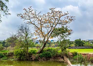 A golden bombax tree