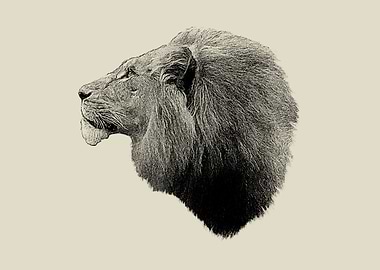 Lion portrait