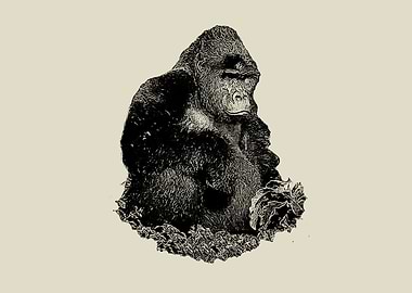 Gorilla