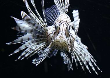 Beautiful lionfish