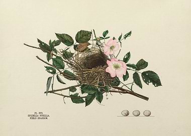 Nests and Eggs of Bird