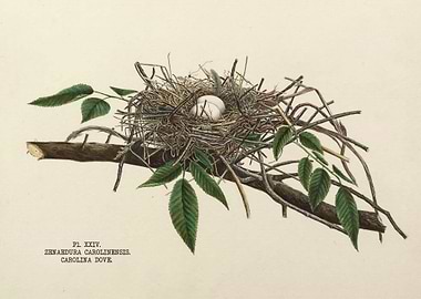 Nests and Eggs of Birds