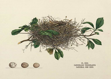 Nests and Eggs of Birds