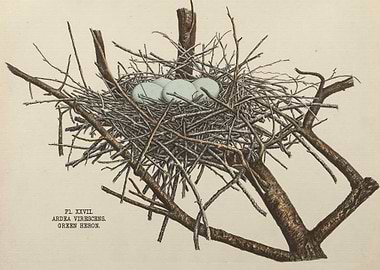 Nests and Eggs of Birds