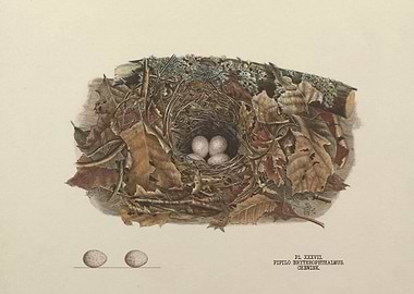 Birds Nest With Eggs