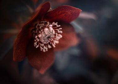 Red flowers, garden, macro