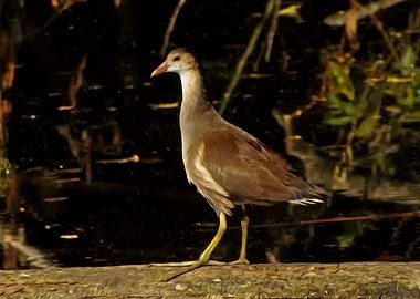 Common moorhen