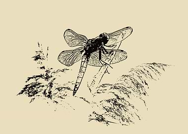 Dragonfly