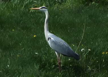 Grey heron