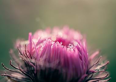 Droplets on Aster Flower