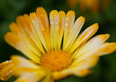 Up close Daisy