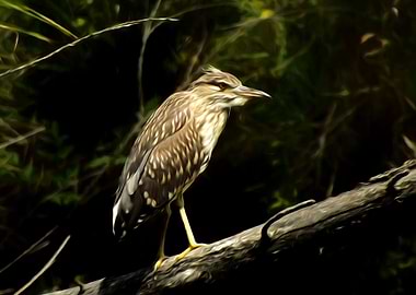 Night heron