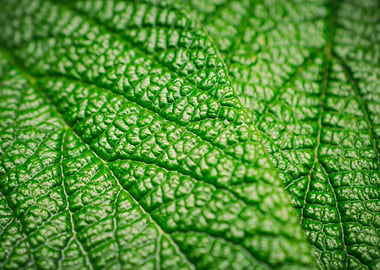 Texture Leaves