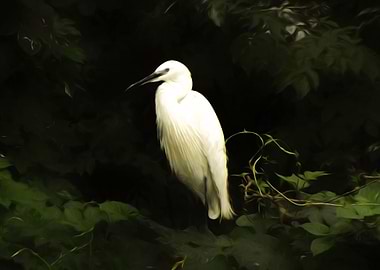 Egret
