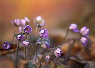Spring flowers