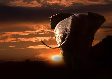 elephant sunset