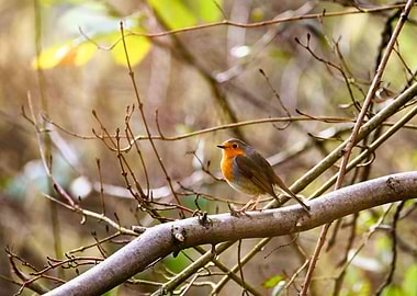 Robin Bird