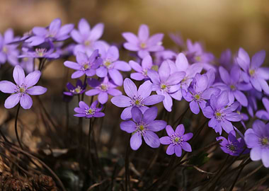 Spring flowers