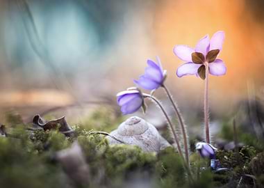 Spring flowers