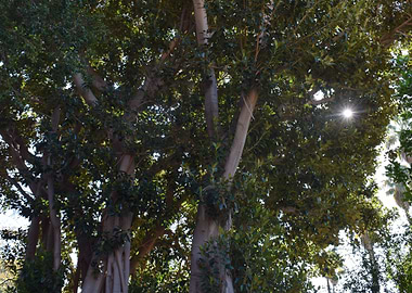 Moreton bay fig 1