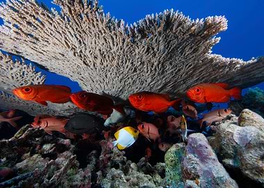 Corals and Fish