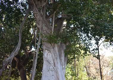 Moreton bay fig 2