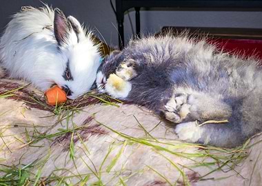 Baby Jersey wooly bunny