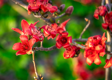 Bombaxceiba on a nice day