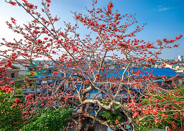 Blooming Bombaxceiba