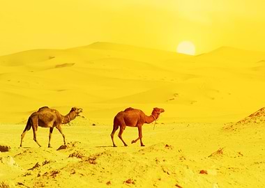 Two Camels and the Sun