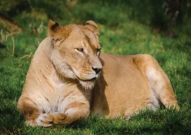 Lion